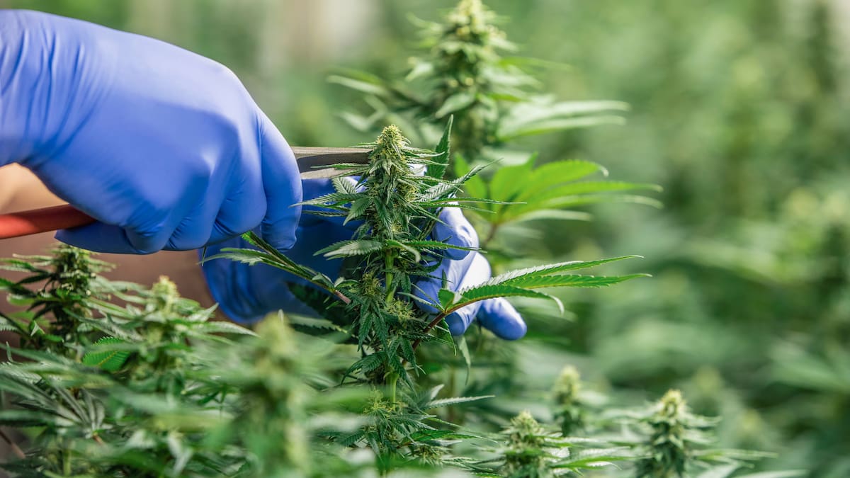 Ashburton cannabis grower Haylee McGrath’s house placed under restraining order