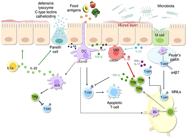 Bacteria balance