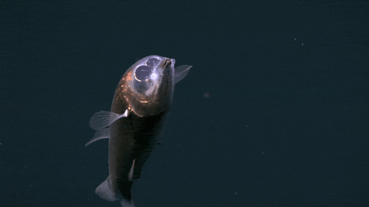 First-Ever Footage of Haunting Barreleye Fish Captured Deep Beneath The Atlantic