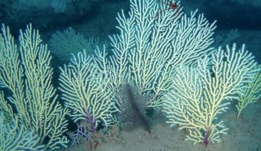 Long Presumed Dead, a Thriving Coral Reef Is Discovered in West Africa