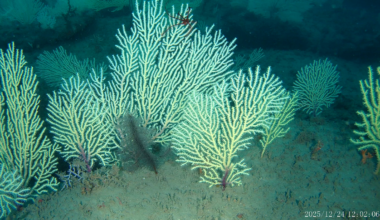 'Dead' coral reef found alive and thriving off West Africa
