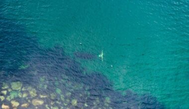 Bowhead whale guide