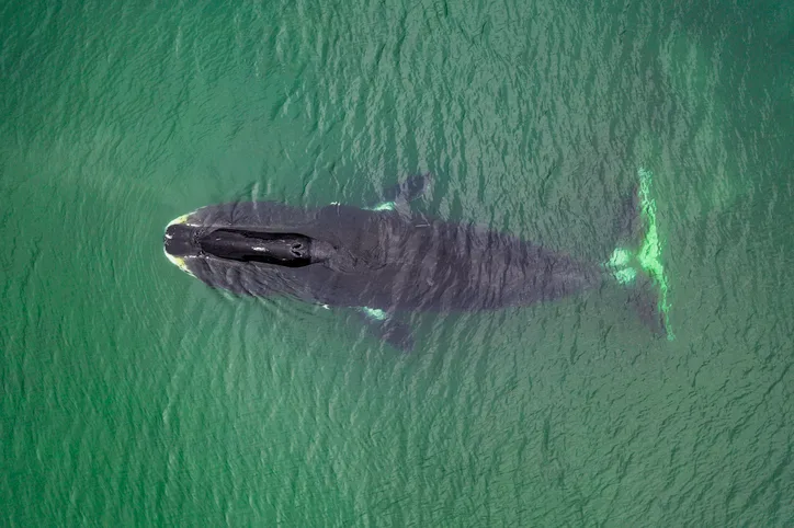 Bowhead whale species guide