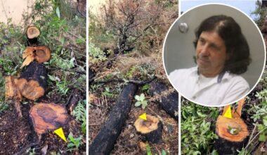 Alan Trent named as businessman who felled native trees on Tasman conservation land