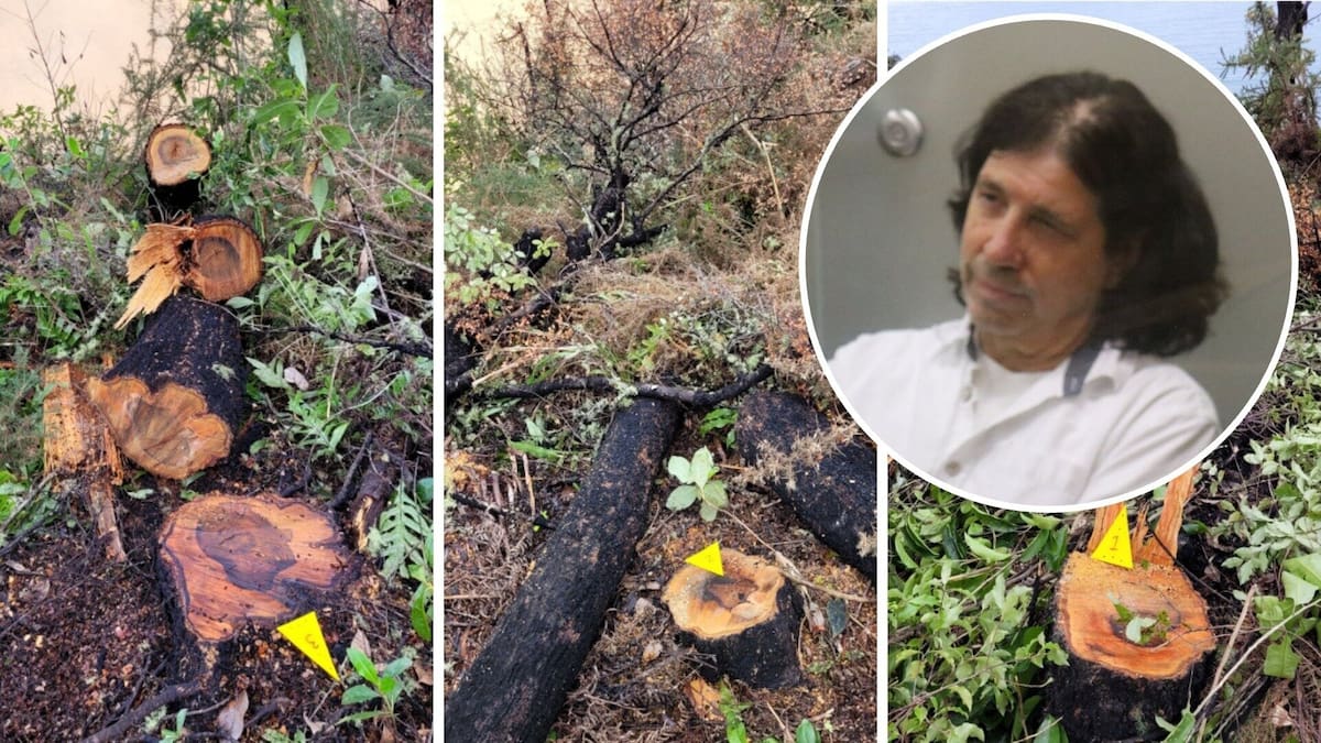 Alan Trent named as businessman who felled native trees on Tasman conservation land