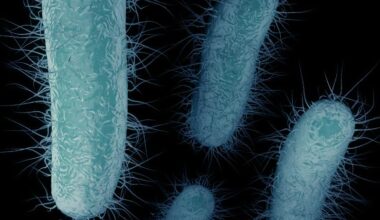 The resistance gene that’s causing ‘nightmares’ in US hospitals