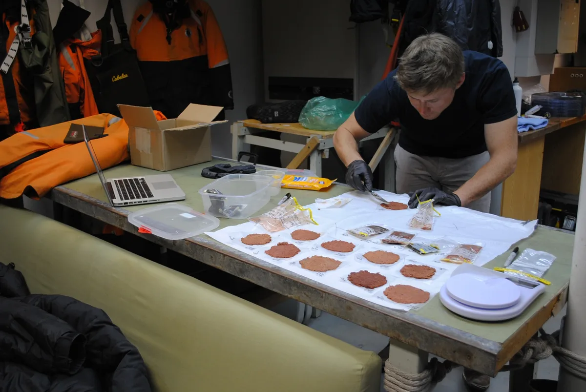 Casey Youngflesh spreading penguin guano out in preparation for analysis