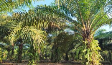 China's massive demand for palm oil could reshape the industry