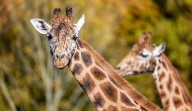 Giraffes can solve simple addition problems, study finds