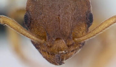 A Wild Parasite Makes Ants Live 10x Longer And Tricks Others Into Worshipping Them : ScienceAlert