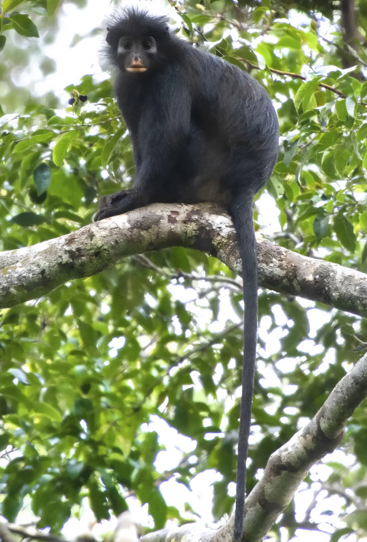 Colobus congoensis