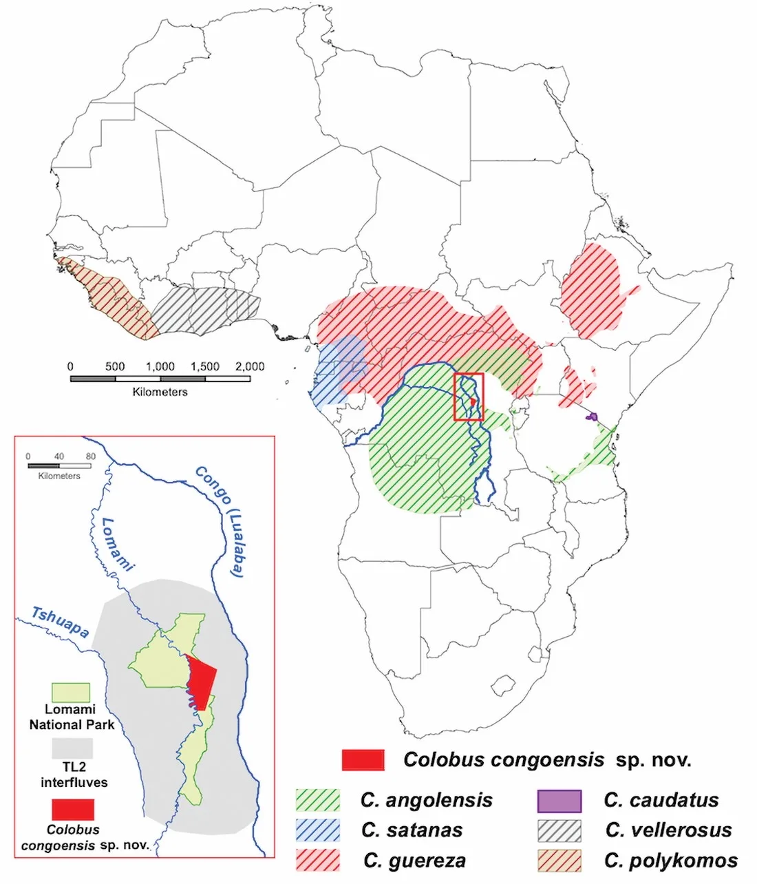 Colobus congoensis map