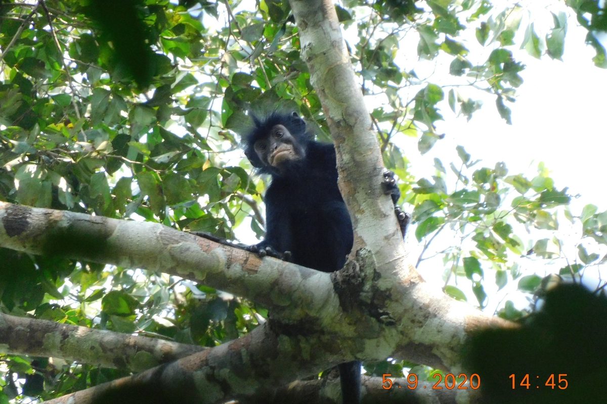 Colobus congoensis