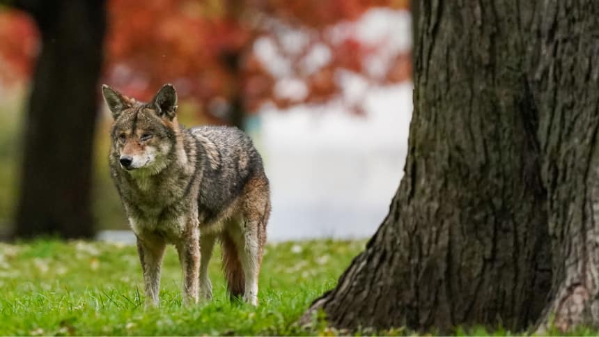 A coyote stands by a tree in Toronto.