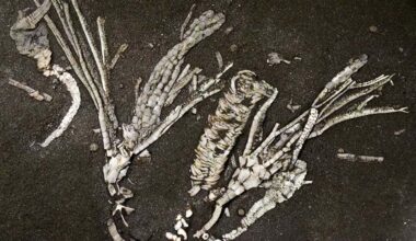 Crinoid Soft Tissue Fossil