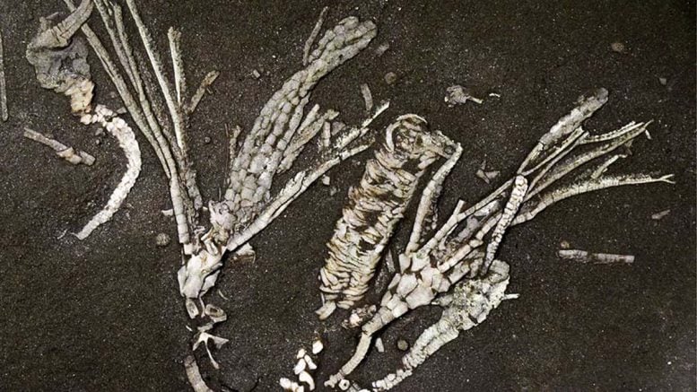 Crinoid Soft Tissue Fossil
