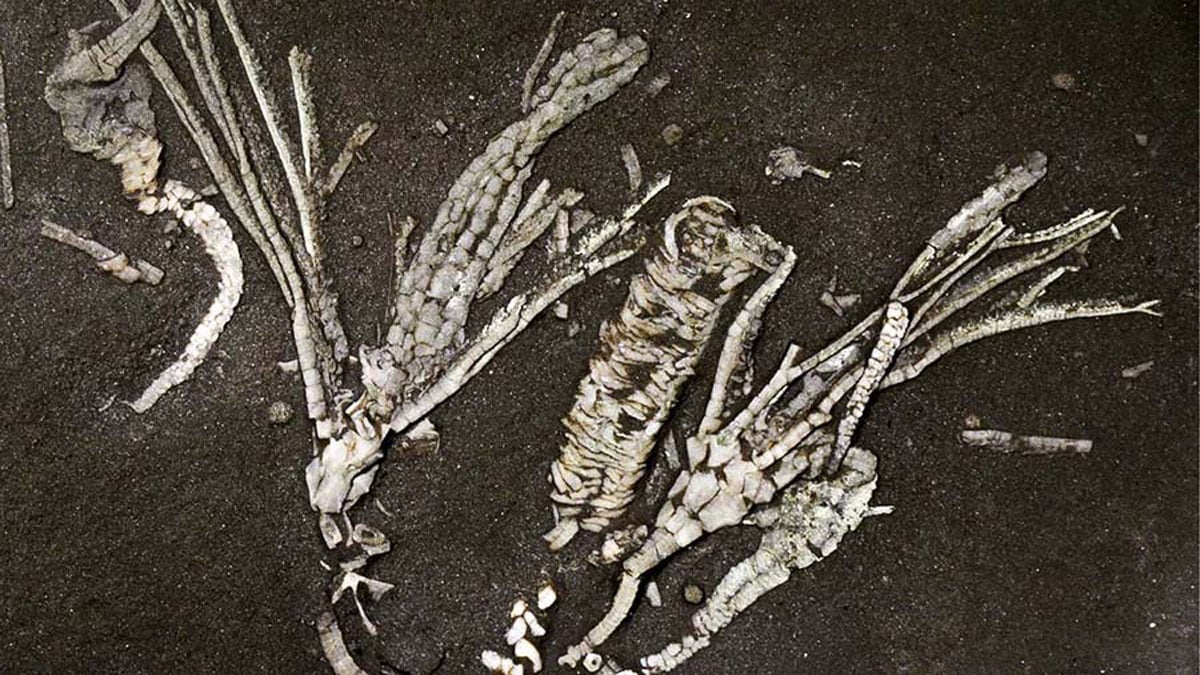 Crinoid Soft Tissue Fossil