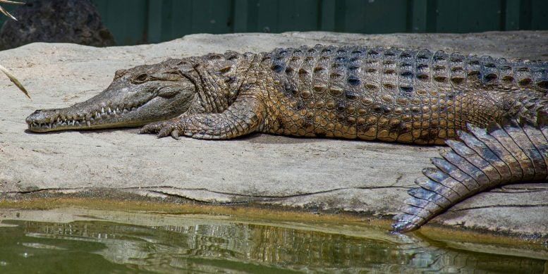 Crocodile Resting on a Riverbank