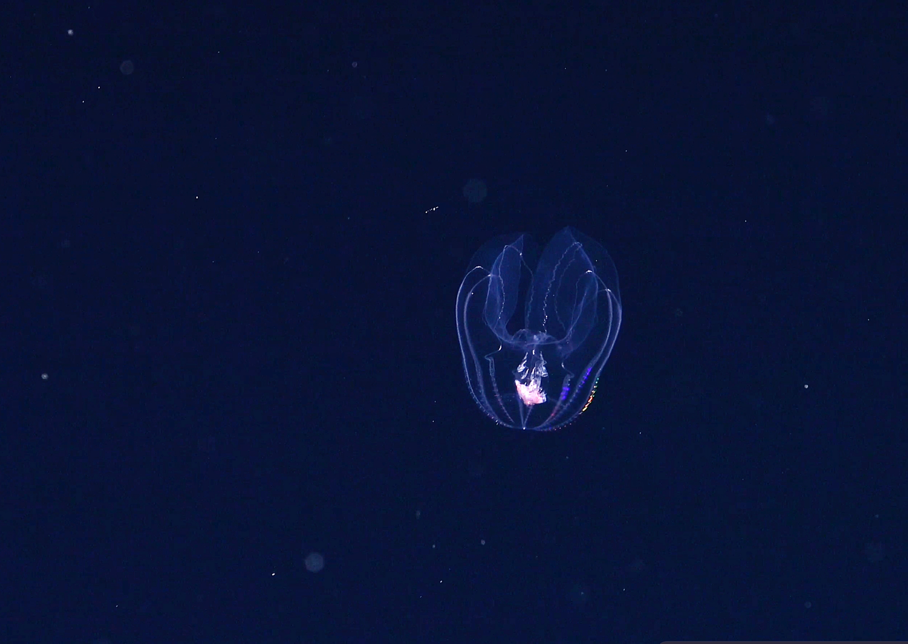 a circular transluscent fish