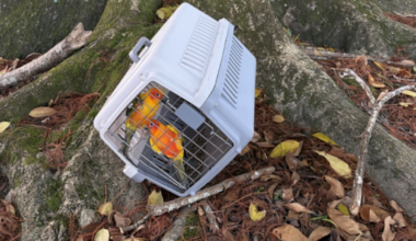 Parrots Nico and Mango stolen from North Shore, Auckland, home found at park 10km away