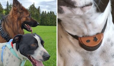 Tauranga woman ordered to use anti-barking collars on dogs after complaints
