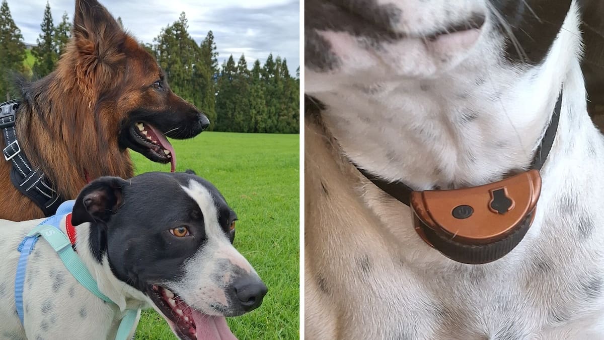 Tauranga woman ordered to use anti-barking collars on dogs after complaints