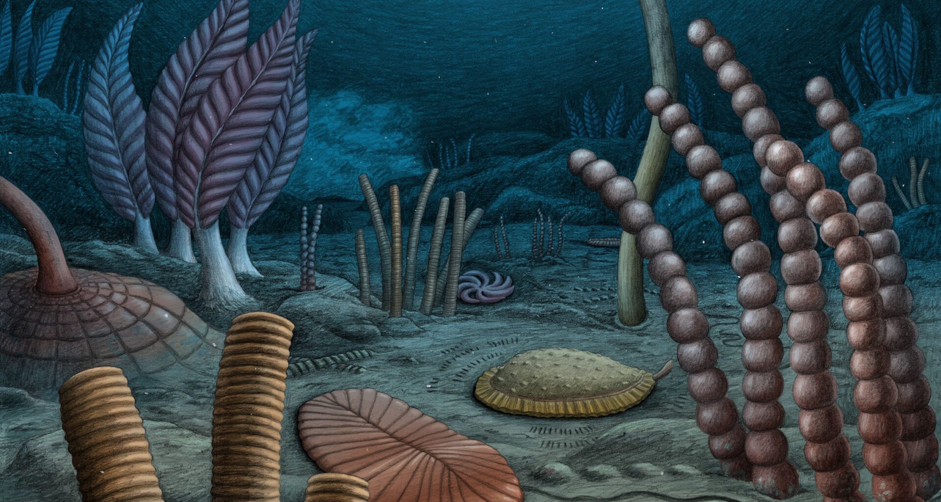 567-Million-Year-Old Fossils Suggest Animals Evolved Earlier Than We Thought