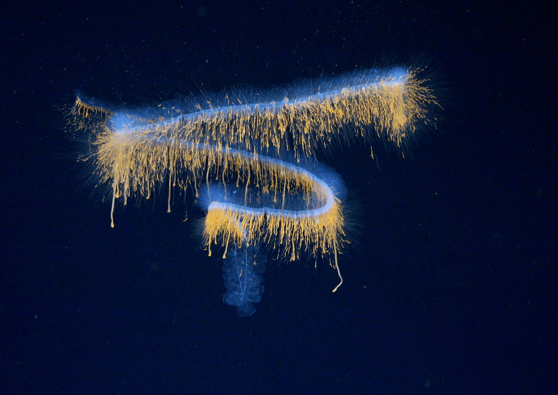 a long transluscent animal with spokes swims in the deep ocean