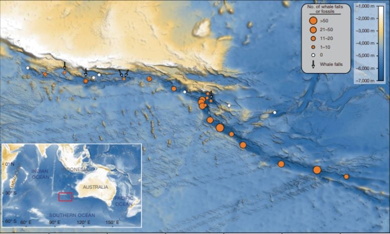 Distribution of Whale Fossils and Whale Falls
