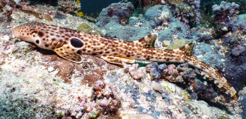 Long fish with lengthwise white lines and spots, and 1 large black spot, touching the surface of a reef.
