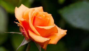 Tenant not liable for dead plants in Christchurch rental, tribunal rules