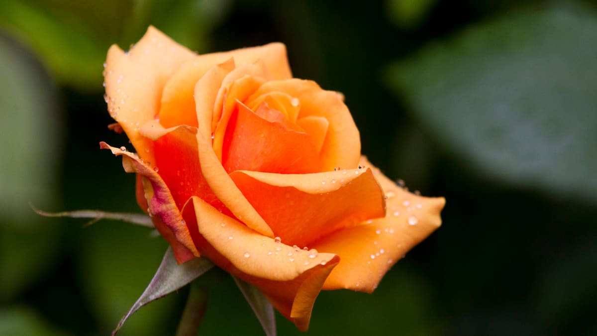 Tenant not liable for dead plants in Christchurch rental, tribunal rules