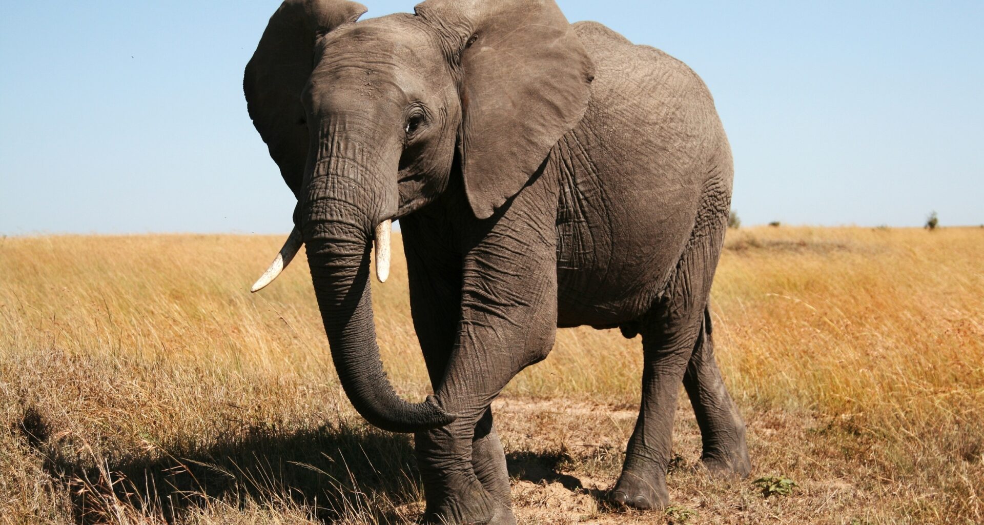 Elephants can send messages through the ground vibrations