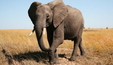 Elephants can send messages through the ground vibrations