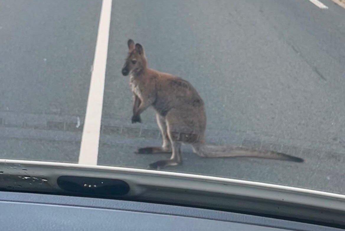 Escaped wallaby leads police on chase through Dutch city