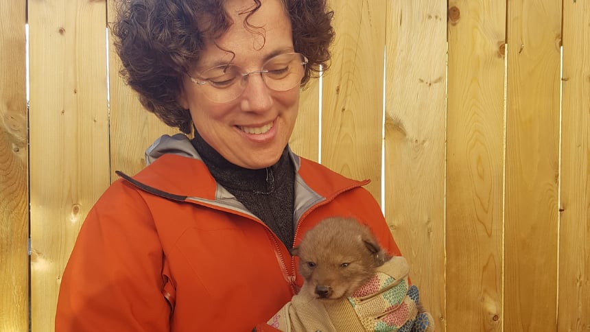 A woman with curly hair and glasses smiles at a coyote pup she is holding in her hands.