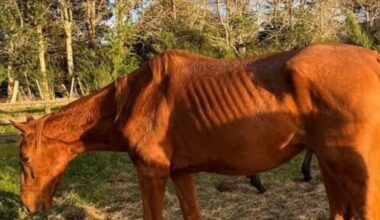 Former racehorses surrendered from Kumeū property, one person to face charge