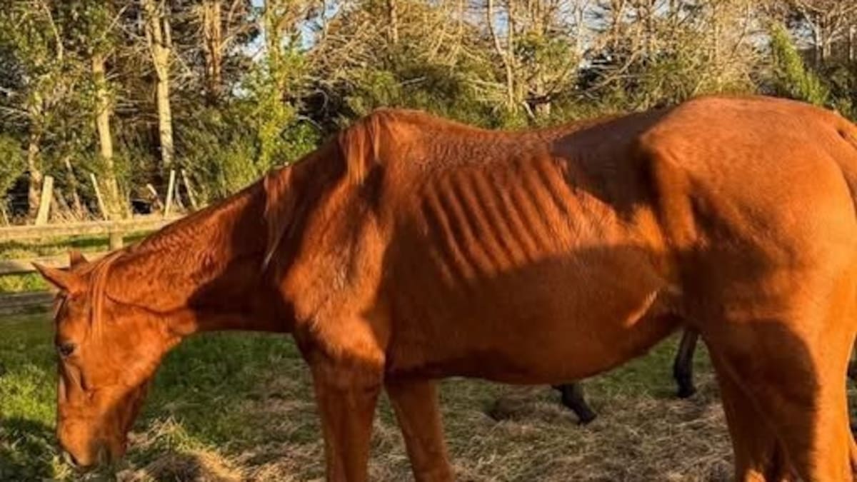 Former racehorses surrendered from Kumeū property, one person to face charge