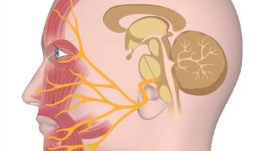 Gentle electroacupuncture effectively promotes nerve repair in facial paralysis