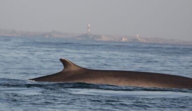 Sightings off Southern Africa suggest blue and fin whales may be rebounding