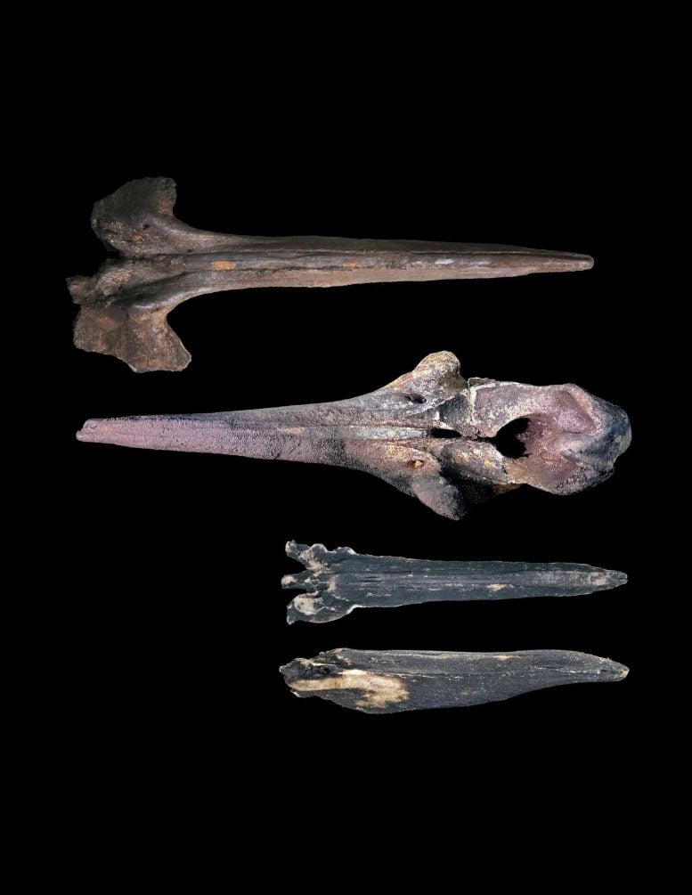 Fossil Skulls of Three Beaked Whales Recovered From the Seafloor of the Diamantina Zone