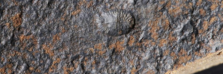Fossil of Dickinsonia