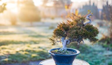 Afternoon quiz: What is the name of the Japanese art of growing miniature trees? - NZ Herald