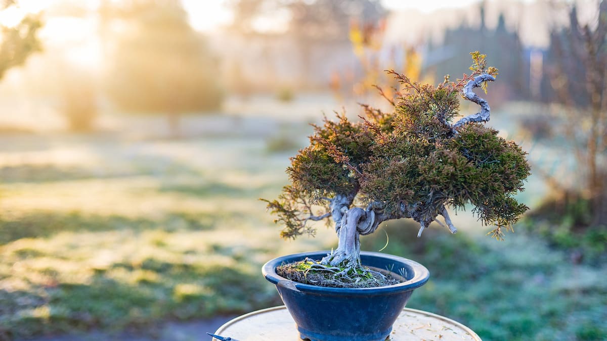 Afternoon quiz: What is the name of the Japanese art of growing miniature trees? - NZ Herald