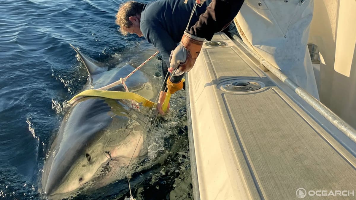 Ocearch’s largest tagged great white shark reappears off US East Coast