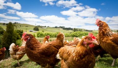 ‘Farmers love their chickens’: Northland egg producers brace for H5N1 - NZ Herald