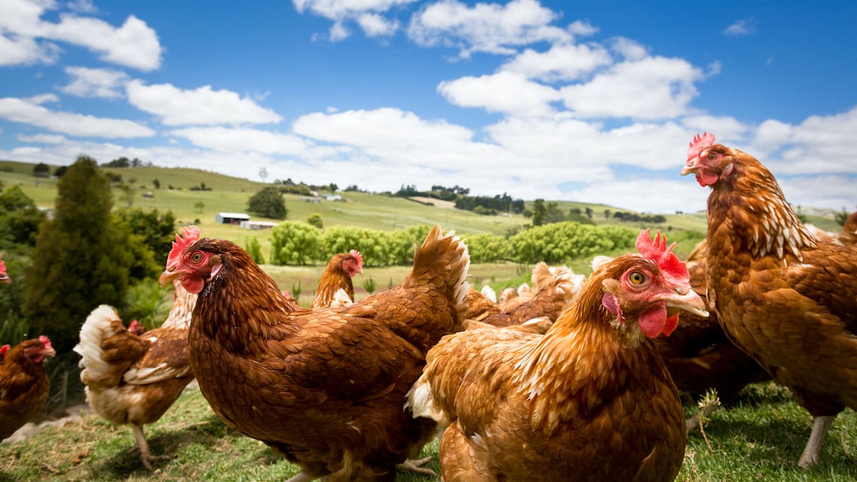 ‘Farmers love their chickens’: Northland egg producers brace for H5N1 - NZ Herald