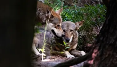 Litters of red wolves born in N.C., boosting critically endangered population