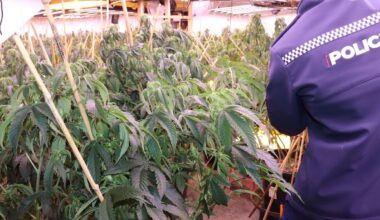 Cannabis bust: 16 arrested as $6.5m haul seized in Rotorua, Auckland raids