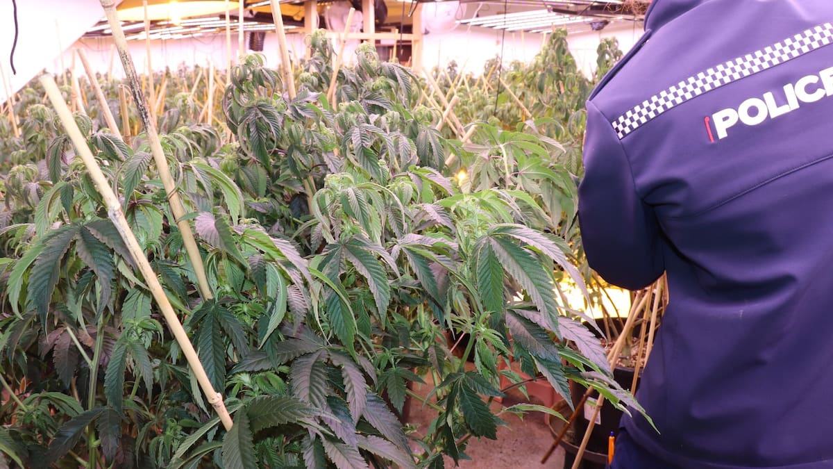 Cannabis bust: 16 arrested as $6.5m haul seized in Rotorua, Auckland raids
